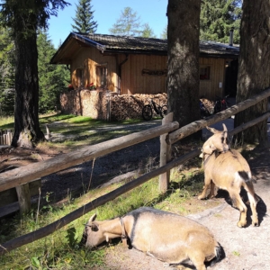 Animali Rifugio Lachwiesenhuette Dobbiaco